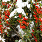 100 RED ELDERBERRY Sambucus Racemosa Scarlet Mountain Elder Bunchberry Tree Shrub Fruit Berry Seeds