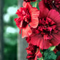 25 SCARLET DOUBLE Red HOLLYHOCK Alcea Rosea Flower Seeds Perennial