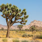 5 JOSHUA TREE Palm Tree Yucca Brevifolia White Flowers Cactus Succulent Seeds