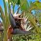 10 TRAVELLER'S PALM TREE Ravenala Madagascariensis Flower Houseplant Seeds