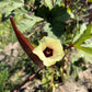 150 RED BURGUNDY OKRA Abelmoschus Esculentus Vegetable Seeds
