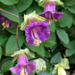 5 CUP & SAUCER VINE Cathedral Bells Cobaea Scandens Climber Purple Hummingbird Flower Seeds