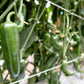400 EARLY JALAPENO PEPPER Green Medium Hot Capsicum Annuum Mexican Chili Vegetable Seeds