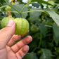 200 GRANDE Rio VERDE TOMATILLO Green Physalis Ixocarpa Vegetable Seeds
