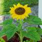 25 Dwarf SUNSPOT SUNFLOWER Helianthus Annuus Flower Seeds