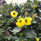 10 PORTIA TREE Yellow Pink Purple Flowers Change Color Pacific Rosewood Tulip Thespesia Populnea Seeds
