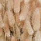 100 BUNNY TAILS GRASS (Hares Tail) Ornamental Lagurus Ovatus Seeds
