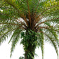 10 PYGMY DATE PALM Phoenix Roebelenii Dwarf Miniature Ornamental Fruit Tree Houseplant Seeds