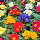 50 MIXED ENGLISH PRIMROSE Primula Vulgaris Acaulis Shade Houseplant Flower Seeds