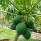 10 DWARF WAIMANALO PAPAYA Solo Hawaiian Carica Fruit Tree Houseplant Seeds