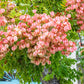 10 CHINESE FLAME TREE Koelreuteria Bipinnata Lantern Rain Yellow Pink Flower Seeds