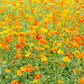 300 BRIGHT LIGHTS COSMOS Mix Mixed Colors Red Orange Yel Bipinnatus Flower Seeds