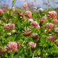 1500 ALSIKE CLOVER Trifolium Hybridum Pink & White Flower Legume Seeds