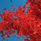 25 SIBERIAN MAPLE TREE Acer Ginnala Seeds - Red Fall Foliage