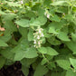 200 Lemon LEMONY CATNIP Nepeta Cataria Citriodora Herb Flower Seeds