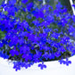 200 Electric Blue MONSOON LOBELIA Erinus Flower Seeds