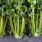 1000 TENDERCRISP CELERY Stalks & Leaves Apium Graveolens Vegetable Seeds