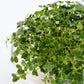 1000 PREMIER KALE Early Hanover Brassica Oleracea Greens Vegetable Seeds