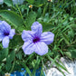 100 Blue Purple FRINGELEAF PETUNIA Wild Ruellia Humilis Perennial Native Flower Seeds