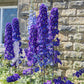 500 Purple ROCKET LARKSPUR DELPHINIUM Ajacis Consolida Flower Seeds