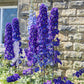 100 ROCKET LARKSPUR DELPHINIUM Consolida Giant Imperial Mixed Colors Flower Seeds