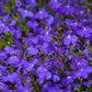 200 CRYSTAL PALACE LOBELIA Regatta Purple Blue Lobelia Erinus Flower Seeds