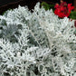 300 SILVERDUST DUSTY MILLER Cineraria Maritima Jacobaea Senecio Flower Seeds