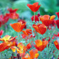 1000 MIXED Colors CALIFORNIA POPPY (Ballerina / Mission Bells) Eschscholzia Californica Flower Seeds