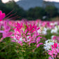 200 MAUVE QUEEN CLEOME Spinosa Hassleriana Purple Pink Spider Flower Seeds