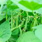 50 NAVY BEAN Michigan Pea White Phaseolus Vulgaris Soup Vegetable Seeds