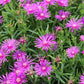 25 Table Mountain ICE PLANT Magenta Fuchsia Delosperma Cooperi Hardy Pink Carpet Flower Seeds