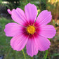 300 GLORIA COSMOS Bipinnatus 2-Tone Pink Fast Growing Flower Seeds