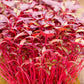500 MIDNIGHT RED AMARANTHUS Cruentus Amaranth Flower Leaf Vegetable Seeds