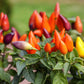 25 BOLIVIAN RAINBOW PEPPER Multi Colored Chili Capsicum Annuum Vegetable Seeds