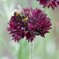 25 Black Garnet BACHELOR'S BUTTON / CORNFLOWER Centaurea Cyanus Flower Seeds