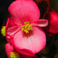 25 Rose PINK WAX BEGONIA Semperflorens Fibrous Shade Flower Seeds