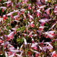 30 CORAL NYMPH SALVIA Coccinea Hummingbird Sage Flower Seeds