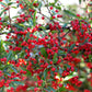 50 RED CHOKEBERRY Aronia Arbutifolia White Flower Fruit Shrub Seeds