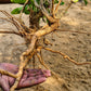 50 INDIAN GINSENG Withania Somnifera Ashwaganda Herb Flower Seeds