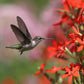 20 ROYAL RED CATCHFLY Hummingbird & Endangered Native Flower Silene Regia Seeds
