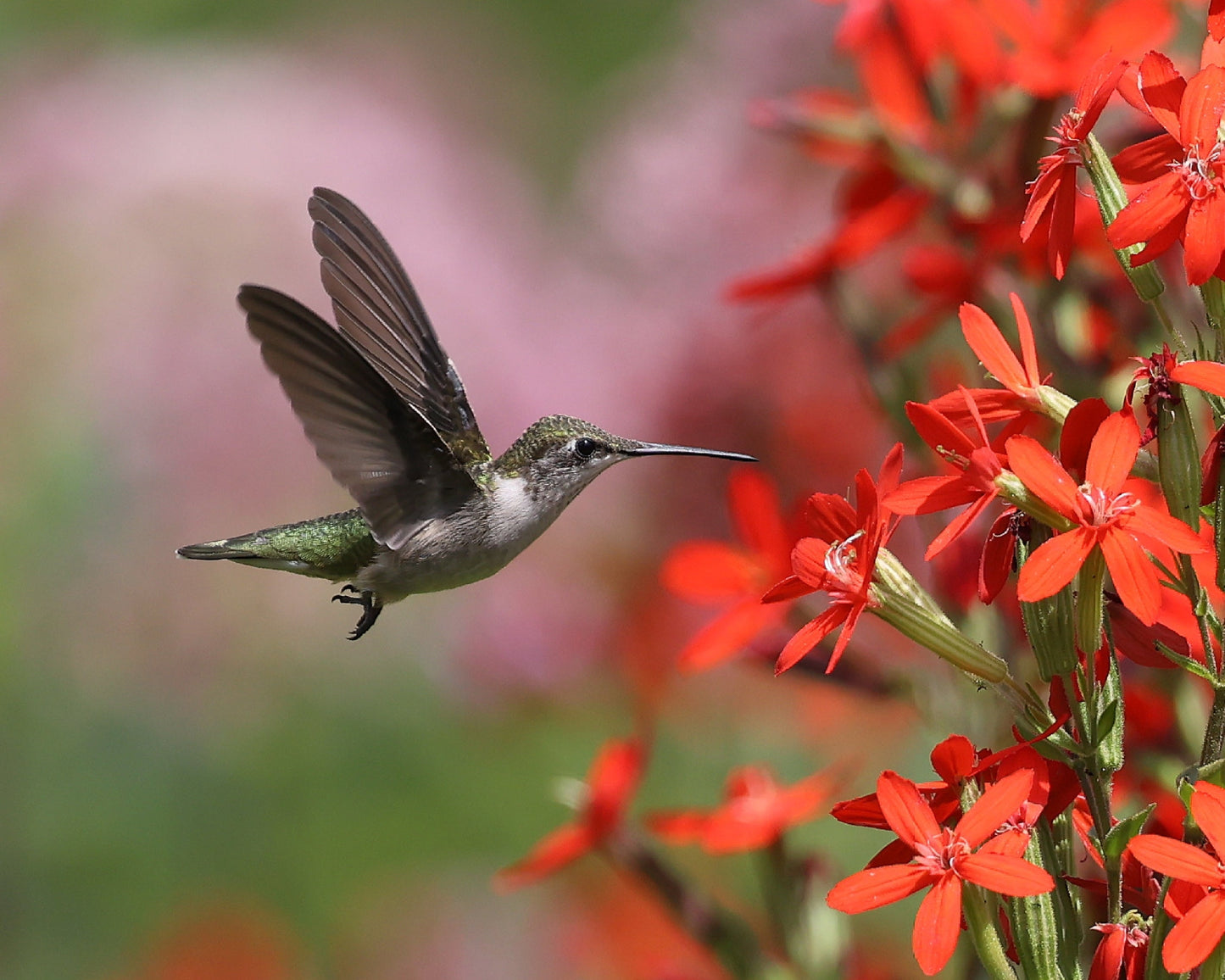 20 ROYAL RED CATCHFLY Hummingbird & Endangered Native Flower Silene Regia Seeds