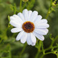 200 White SWAN RIVER DAISY Brachyscome Iberidifolia Flower Seeds