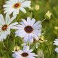 200 Mixed Colors SWAN RIVER DAISY Brachyscome Iberidifolia Flower Seeds