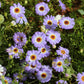 200 Purple Mix SWAN RIVER DAISY Brachyscome Iberidifolia Flower Seeds