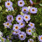 200 Mixed Colors SWAN RIVER DAISY Brachyscome Iberidifolia Flower Seeds