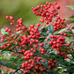 50 HEAVENLY BAMBOO Sacred Nandina Domestica Pink Red Sun Shade Shrub Seeds
