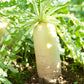 500 JAPANESE MINOWASE RADISH Huge Daikon White Raphanus Sativus Vegetable Seeds