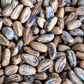 5 Pine Nut ITALIAN STONE PINE Pinus Pinea Umbrella Tree Seeds