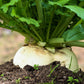 3000 SHOGOIN TURNIP White Japanese Brassica Rapa Root & Greens Vegetable Seeds