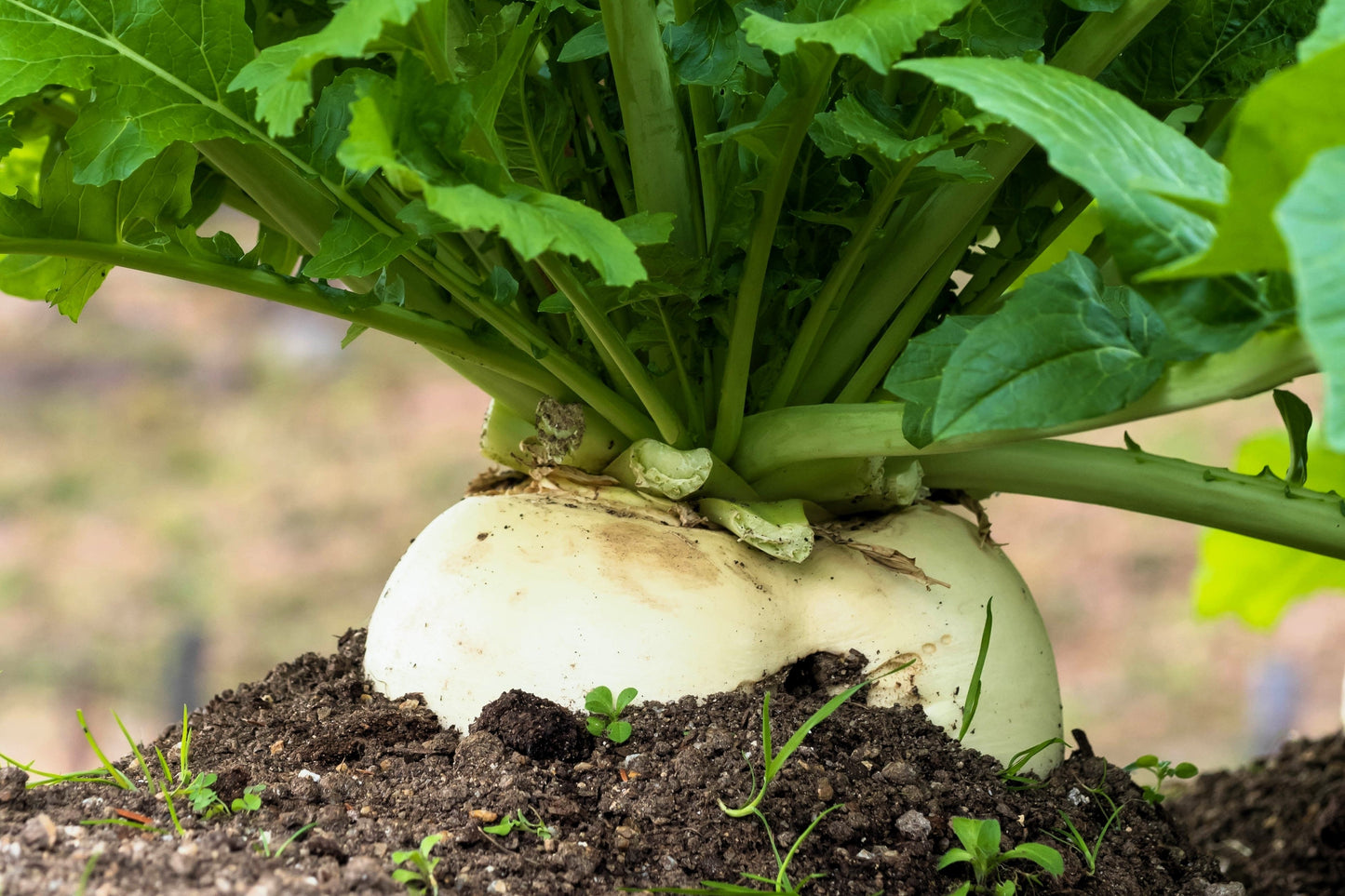3000 SHOGOIN TURNIP White Japanese Brassica Rapa Root & Greens Vegetable Seeds
